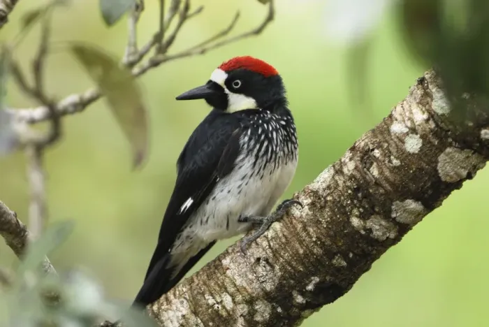 Framed Print : Acorn Woodpecker Belize Framed Print : Acorn Woodpecker Belize