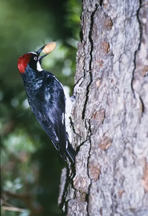 Framed Print : Acorn Woodpecker - holding acorn Framed Print : Acorn Woodpecker - holding acorn