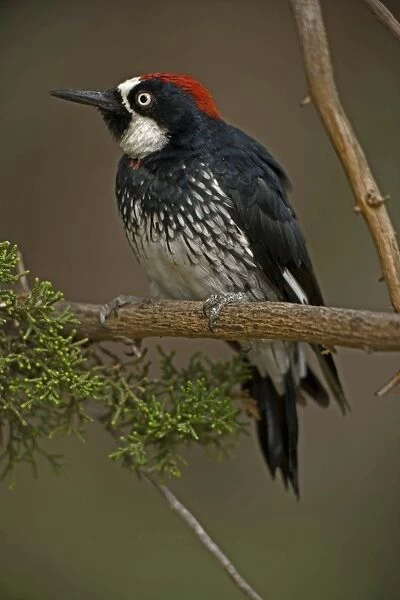 Acorn Woodpecker (Melanerpes formicivorus) - Arizona - Range is western United States to Colombia - Habitat is woods-groves-mixed forest-oak-pine canyons and foothills - Stores acorns in bark
