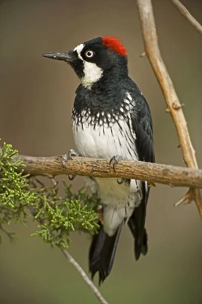 Acorn Woodpecker - Range is western United States to Colombia - Habitat is woods, groves, mixed forest, canyons and foothills. Arizona, USA