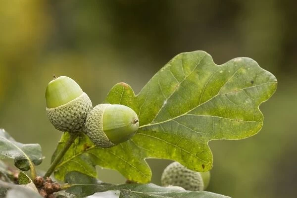 Acorns of common oak or durmast oak (Quercus robur). Dorset