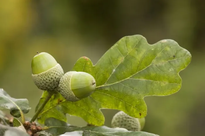 Framed Print : Acorns of common oak or durmast oak (Quercus robur). Dorset Framed Print : Acorns of common oak or durmast oak (Quercus robur). Dorset