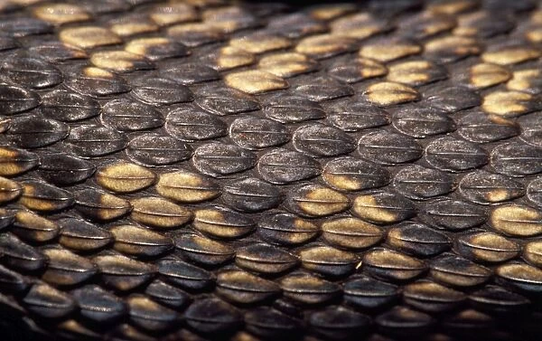 Adder - close-up of scales UK