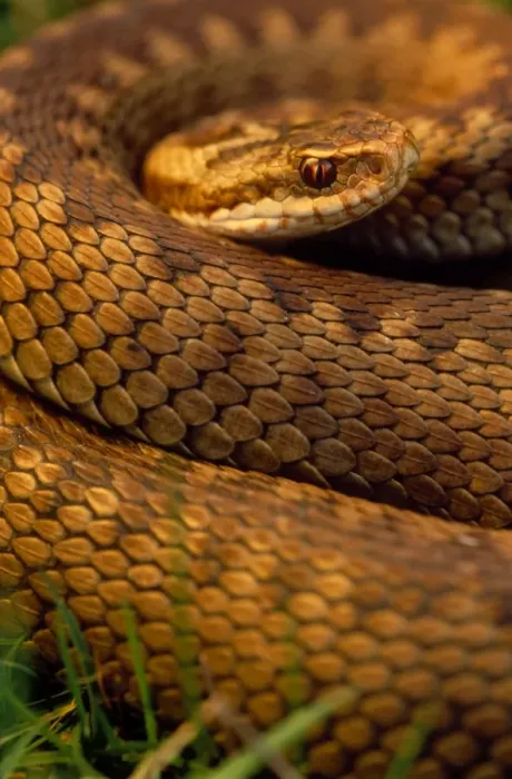 Framed Print : Adder - female, close-up UK Framed Print : Adder - female, close-up UK