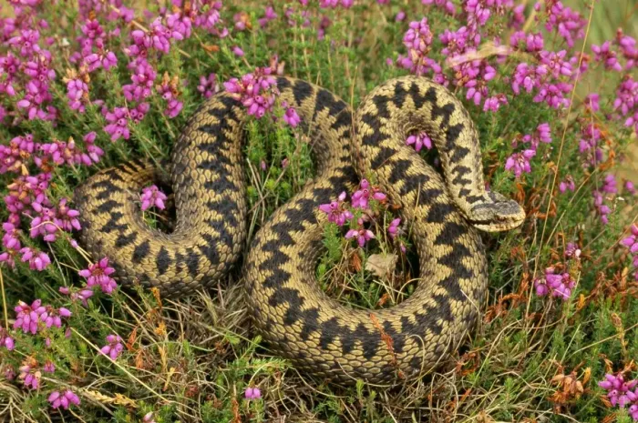 Framed Print : Adder In heather, UK Framed Print : Adder In heather, UK