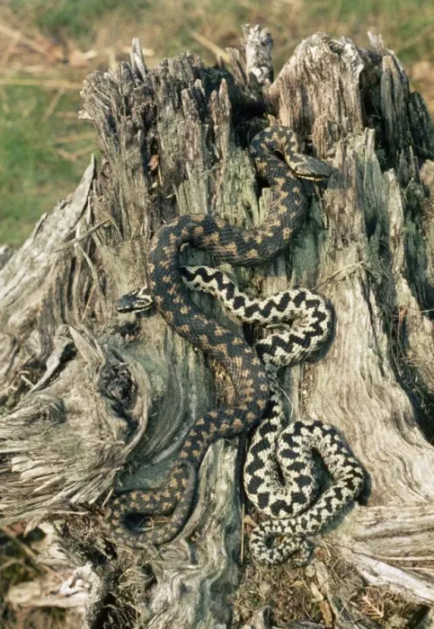 Framed Print : Adder - male & female courting Framed Print : Adder - male & female courting