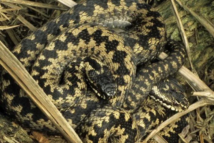 Framed Print : Adder - Two Males sunning - UK - Only venomous snake in northwest Europe Framed Print : Adder - Two Males sunning - UK - Only venomous snake in northwest Europe