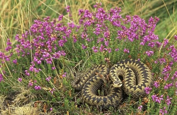 Adder - UK - Female in heather - Only venomous snake in northwest Europe