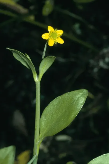 Framed Print : Adder's Tongue Spearwort