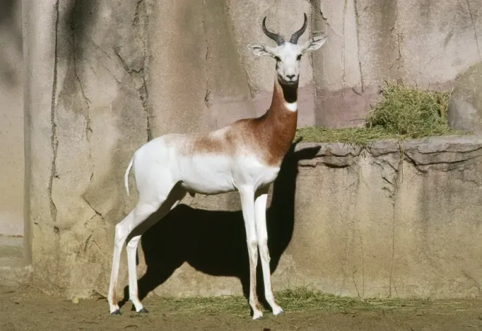 Framed Print : Addra / Dama / Red-shouldered / Red-necked Gazelle - endangered African Framed Print : Addra / Dama / Red-shouldered / Red-necked Gazelle - endangered African