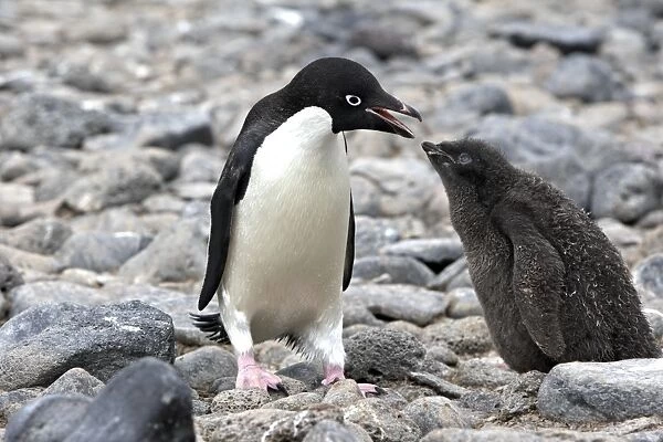 Adelie Penguin - Adult and young - Antarctic Peninsula