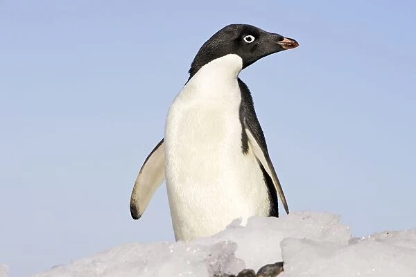 Adelie Penguin Antarctic Peninsula