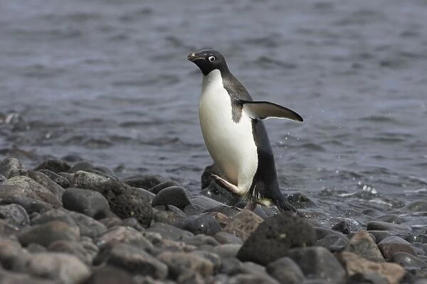 Adelie Penguin - Arriving on shore Paulet Island, Antarctica