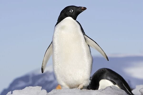 Adelie Penguin. Brown Bluff - Antarctic Peninsula