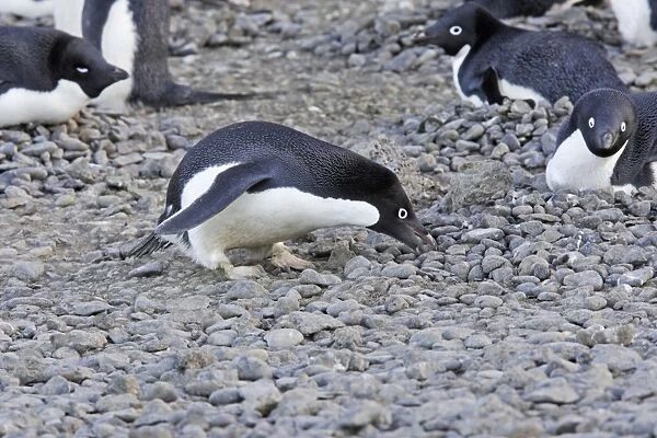 Adelie Penguin - collecting pebbles for nest. Brown Bluff - Antarctic Peninsula