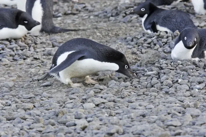 Framed Print : Adelie Penguin - collecting pebbles for nest. Brown Bluff - Antarctic Peninsula Framed Print : Adelie Penguin - collecting pebbles for nest. Brown Bluff - Antarctic Peninsula