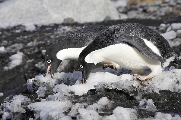 Adelie Penguin - two eating snow. Brown Bluff - Antarctic Peninsula