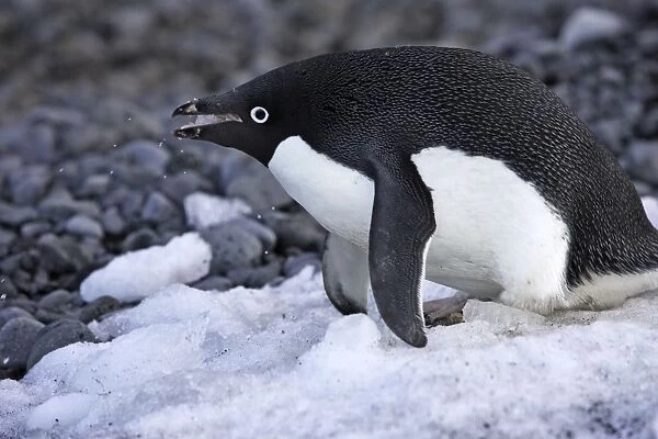 Adelie Penguin - eating snow. Brown Bluff - Antarctic Peninsula