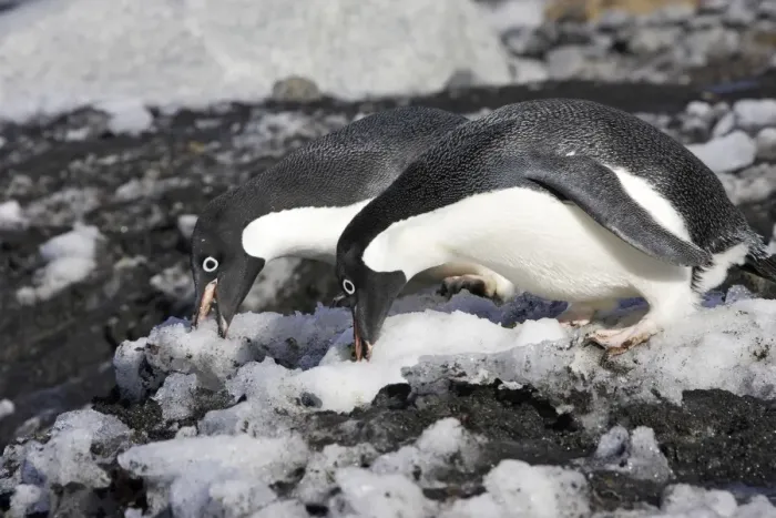 Framed Print : Adelie Penguin - two eating snow. Brown Bluff - Antarctic Peninsula Framed Print : Adelie Penguin - two eating snow. Brown Bluff - Antarctic Peninsula