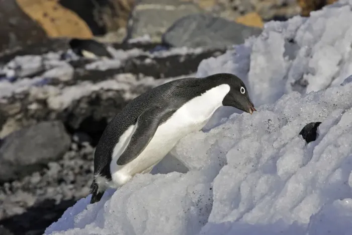 Framed Print : Adelie Penguin - eating snow. Brown Bluff - Antarctic Peninsula Framed Print : Adelie Penguin - eating snow. Brown Bluff - Antarctic Peninsula