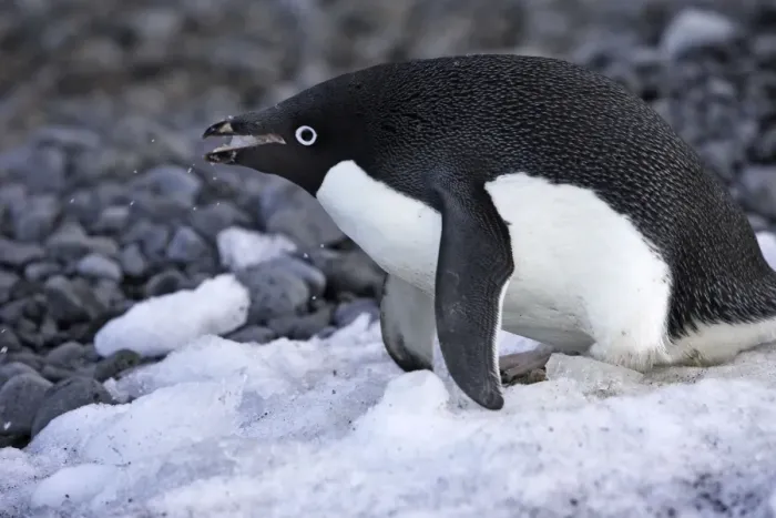 Framed Print : Adelie Penguin - eating snow. Brown Bluff - Antarctic Peninsula Framed Print : Adelie Penguin - eating snow. Brown Bluff - Antarctic Peninsula