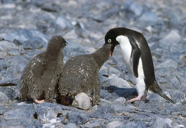 Adelie Penguin - feeding chicks Torgesen Island Antarctic Penisula