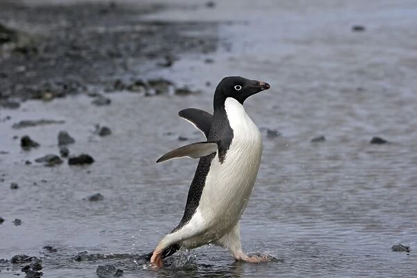 Adelie Penguin - Gourdin Island - Antarctic Peninsula