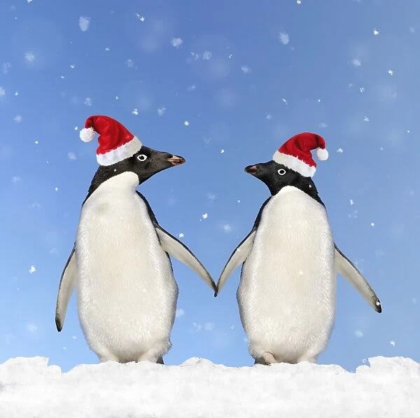 Adelie Penguin - holding hands wearing Christmas hats