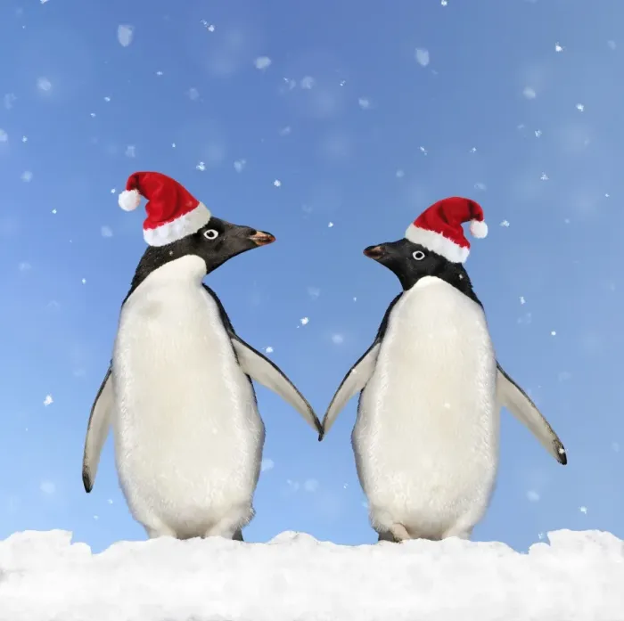 Framed Print : Adelie Penguin - holding hands wearing Christmas hats Framed Print : Adelie Penguin - holding hands wearing Christmas hats