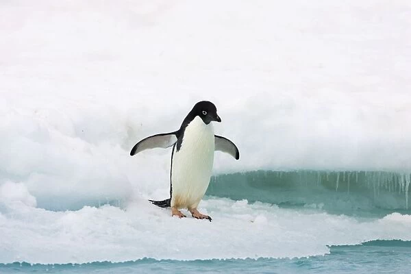 Adelie Penguin - on iceberg Paulet Island, Antarctica