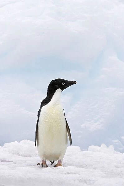 Adelie Penguin - On Iceberg whilst Snowing Pygoscelis adeliae Brown's Bluff Antarctica BI012350