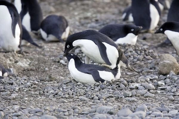 Adelie Penguin - pair mating Brown Bluff Antarctic Peninsula