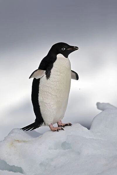 Adelie Penguin - Paulet Island - Antarctic Peninsula