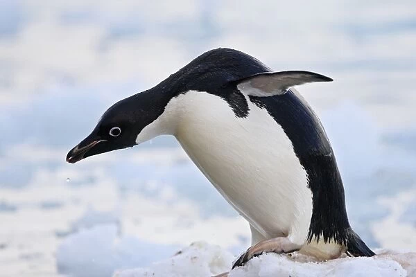Adelie Penguin. Paulet Island peninsula - Antarctica