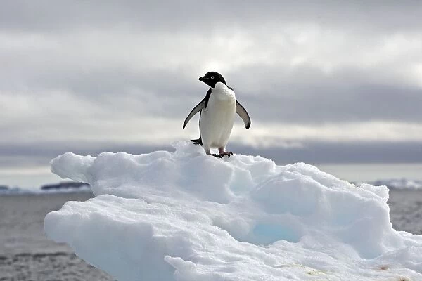 Adelie Penguin - resting on a iceberg - Antarctic Peninsula