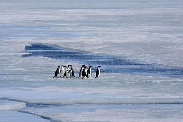 Adelie Penguin, Small group stading on sea ice, Antarctic. October