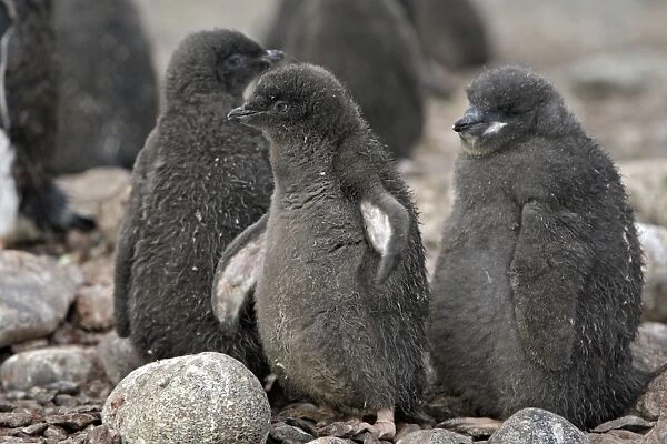 Adelie Penguin - young - Antarctic Peninsula