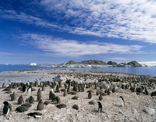Adelie Penguins - adult and chicks Torgensen Island, Near Palmer Station, off Antartica Pennisula