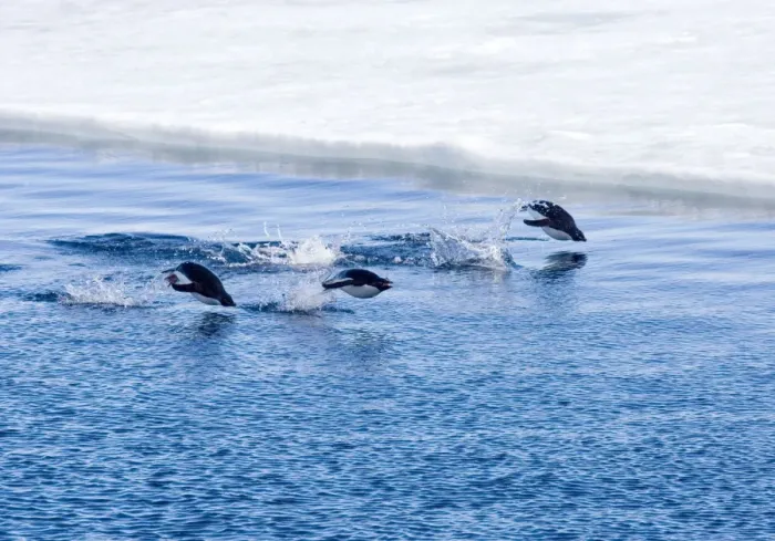 Framed Print : Adelie Penquins - Three porpoising beside sea ice, Antarctic. October Framed Print : Adelie Penquins - Three porpoising beside sea ice, Antarctic. October