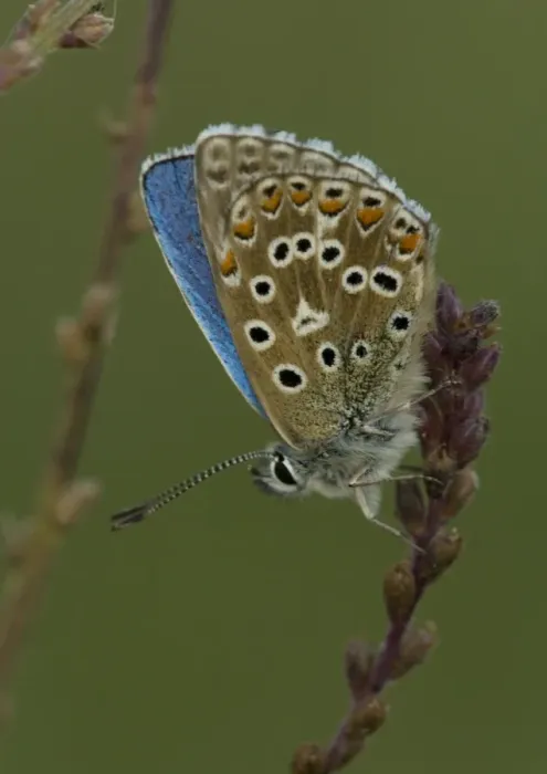 Framed Print : Adonis Blue Framed Print : Adonis Blue