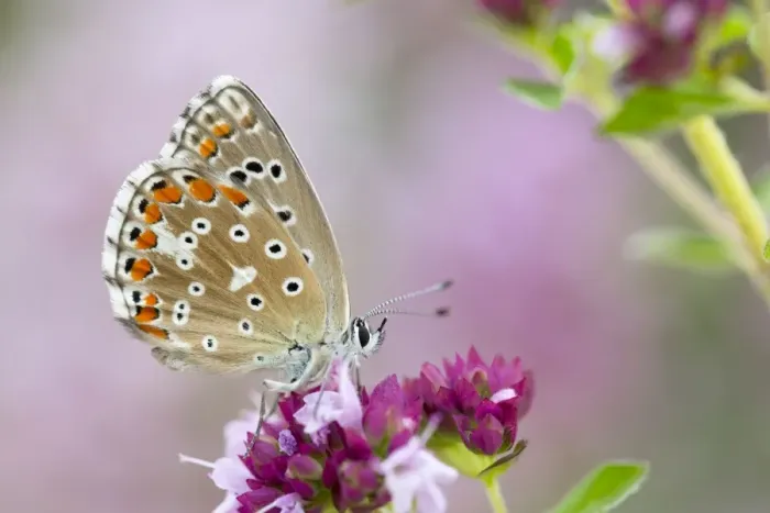 Framed Print : Adonis Blue Butterfly - female on flower - UK Framed Print : Adonis Blue Butterfly - female on flower - UK
