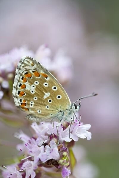 Adonis Blue Butterfly - female on flower - UK
