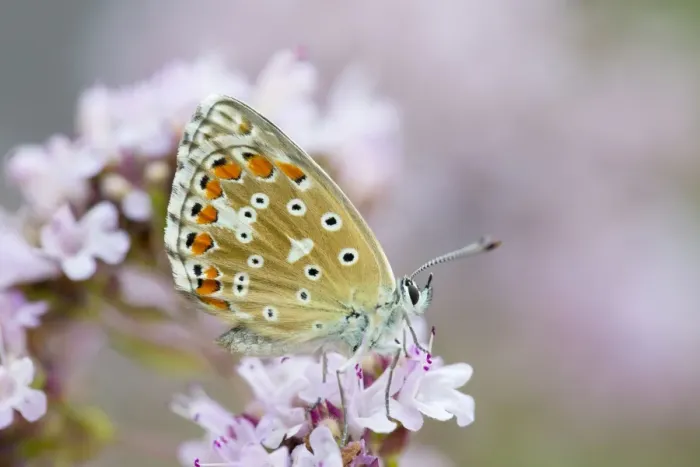 Framed Print : Adonis Blue Butterfly - female on flower - UK Framed Print : Adonis Blue Butterfly - female on flower - UK