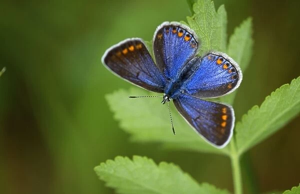 Adonis Blue Butterfly - female resting by dull weather