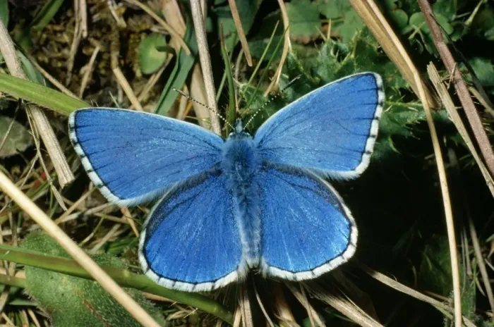 Framed Print : Adonis Blue Butterfly - female resting by dull weather Framed Print : Adonis Blue Butterfly - female resting by dull weather