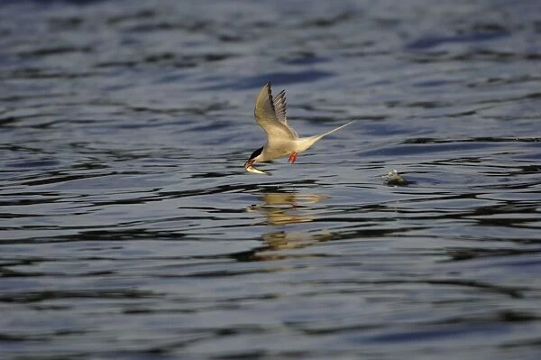 Adult Arctic Tern - catching fish, Wales July