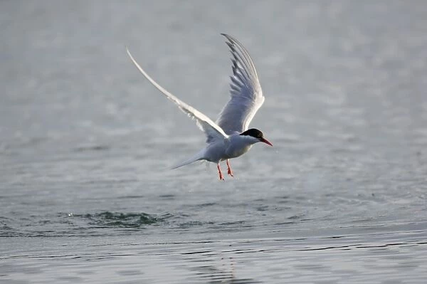 Adult Arctic Tern - in flight. Wales July