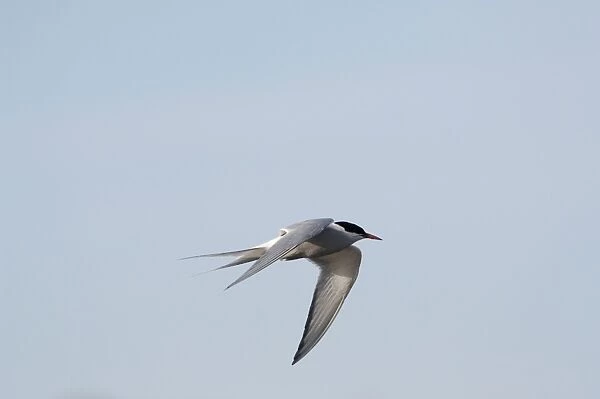 Adult Arctic Tern, Wales July