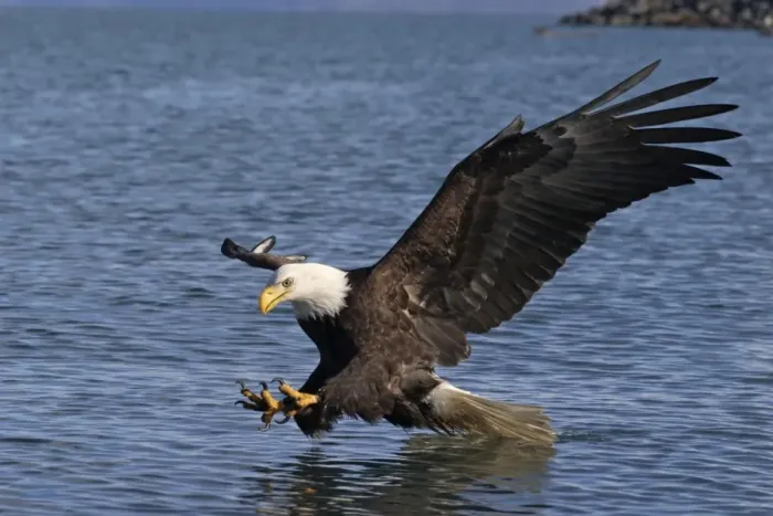 Framed Print : Adult Bald Eagle - fishing the waters of Homer Alaska