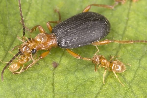 Adult Bombadier Beetle being attacked by yellow meadow ants Lasius flavus Red Data Book status: Nationally Scarce (Notable B) Distribution: Southern England and into South Wales